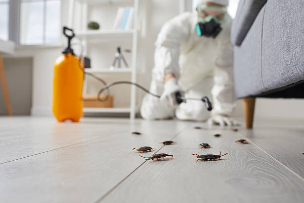 Affordable Termite Control solutions in Lely, FL
